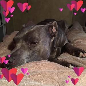 Meet your Posher, Heidi